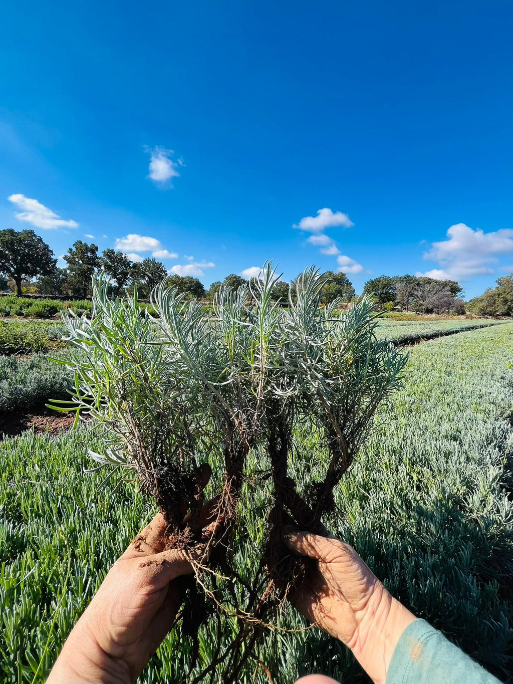 Açık Köklü Lavanta Fidesi 50 Adet – Sağlıklı & Yerli Üretim