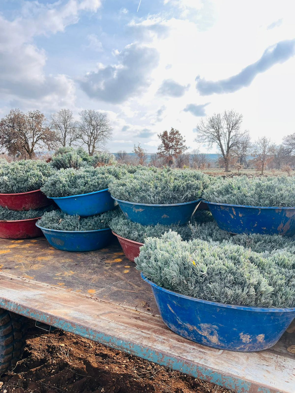 Açık Köklü Lavanta Fidesi 50 Adet – Sağlıklı & Yerli Üretim