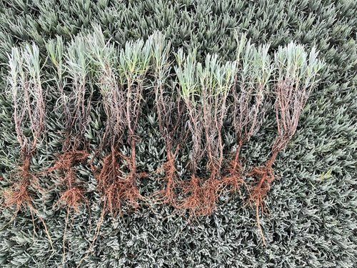 Açık Köklü Lavanta Fidesi 100 Adet – Sağlıklı & Yerli Üretim