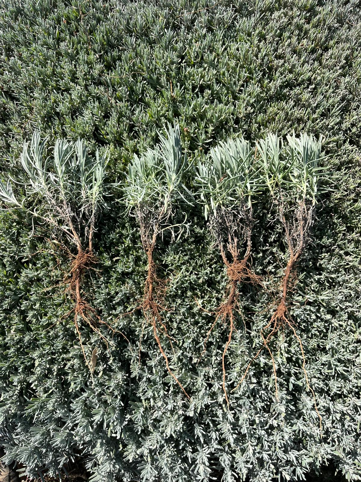 Açık Köklü Lavanta Fidesi 100 Adet – Sağlıklı & Yerli Üretim