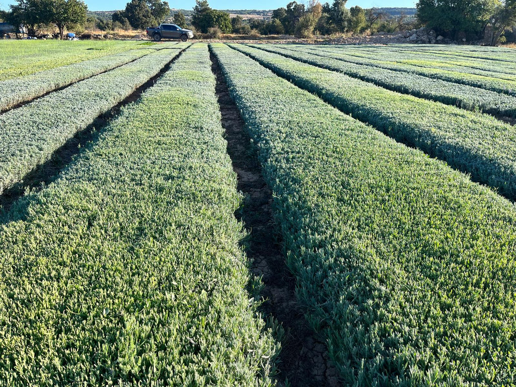 Açık Köklü Lavanta Fidesi 100 Adet – Sağlıklı & Yerli Üretim