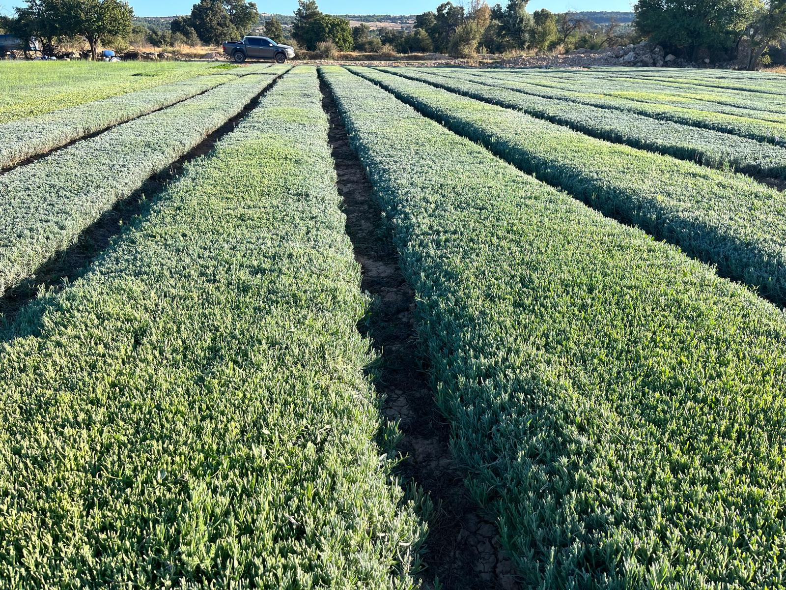 Açık Köklü Lavanta Fidesi 100 Adet – Sağlıklı & Yerli Üretim