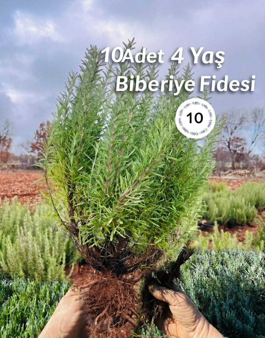 Açık Köklü Biberiye Fidesi – 4 Yaş – 10 Adet