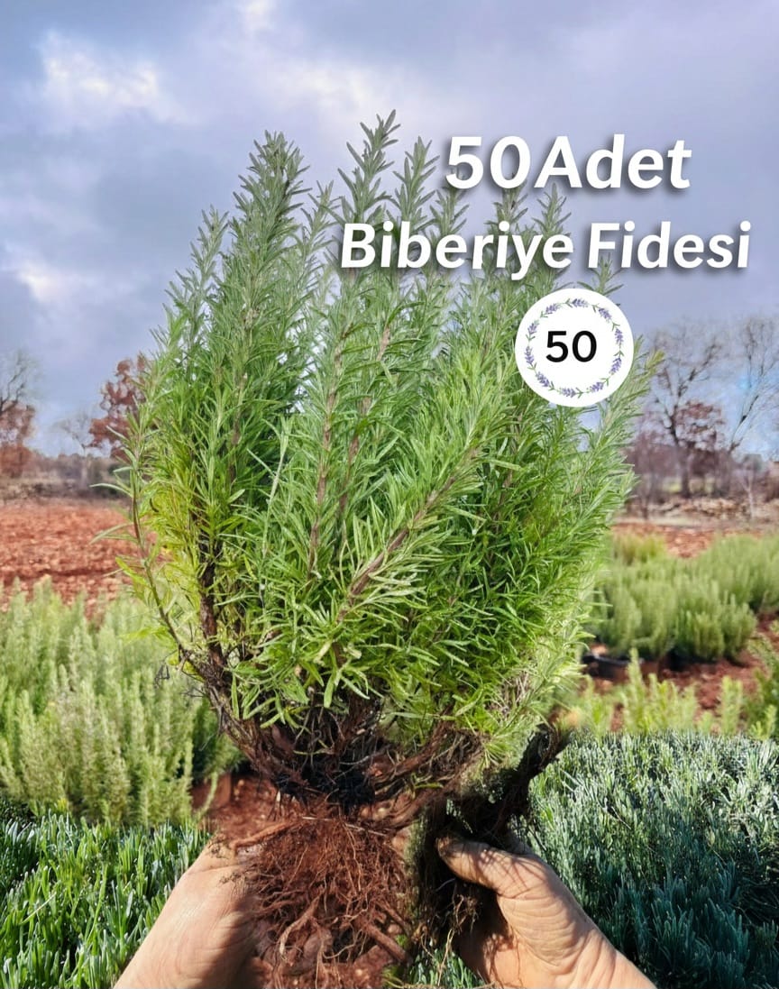Açık Köklü Biberiye Fidesi – 4 Yaş – 10 Adet