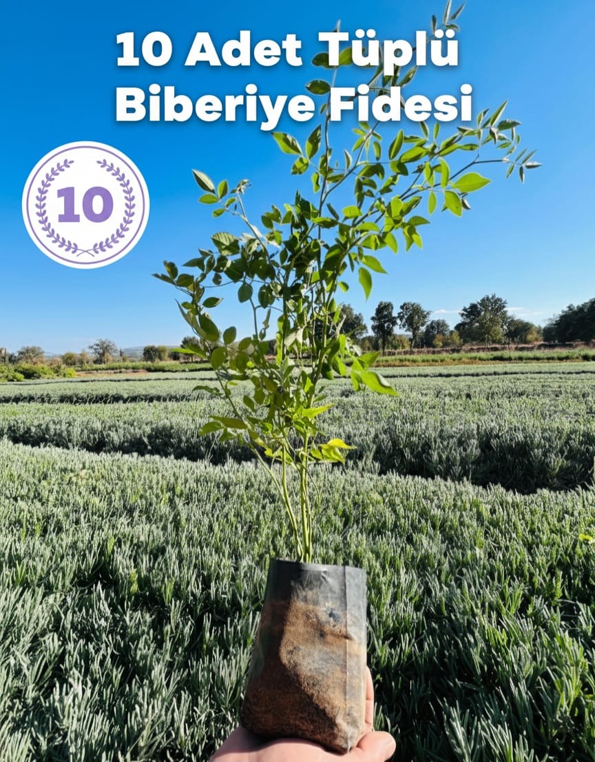 Tüplü Dikensiz Kuşburnu Fidanı – 10 Adet