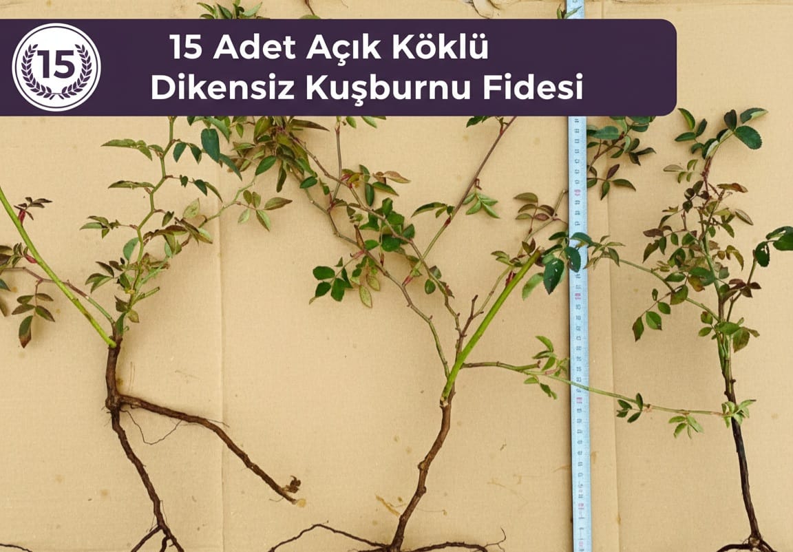 Açık Köklü Dikensiz Kuşburnu Fidanı – 15 Adet