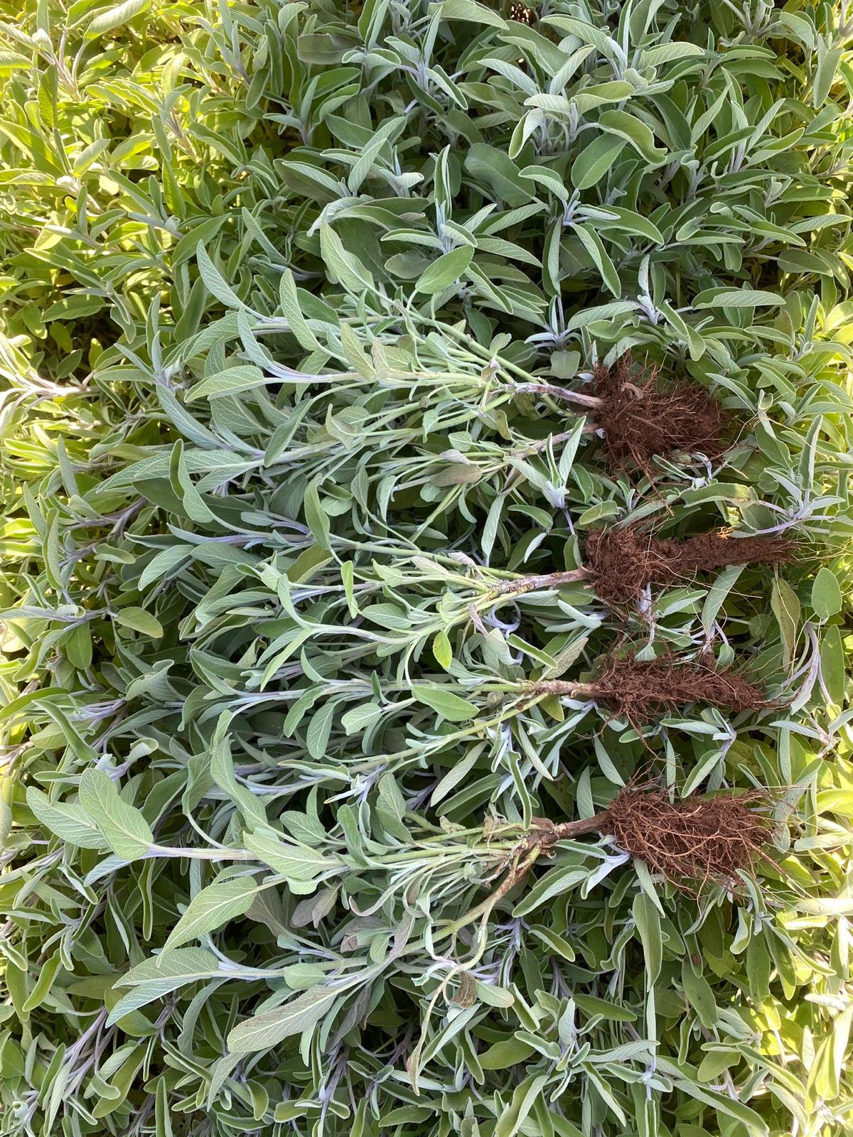 Adaçayı Fidesi – 50 Adet