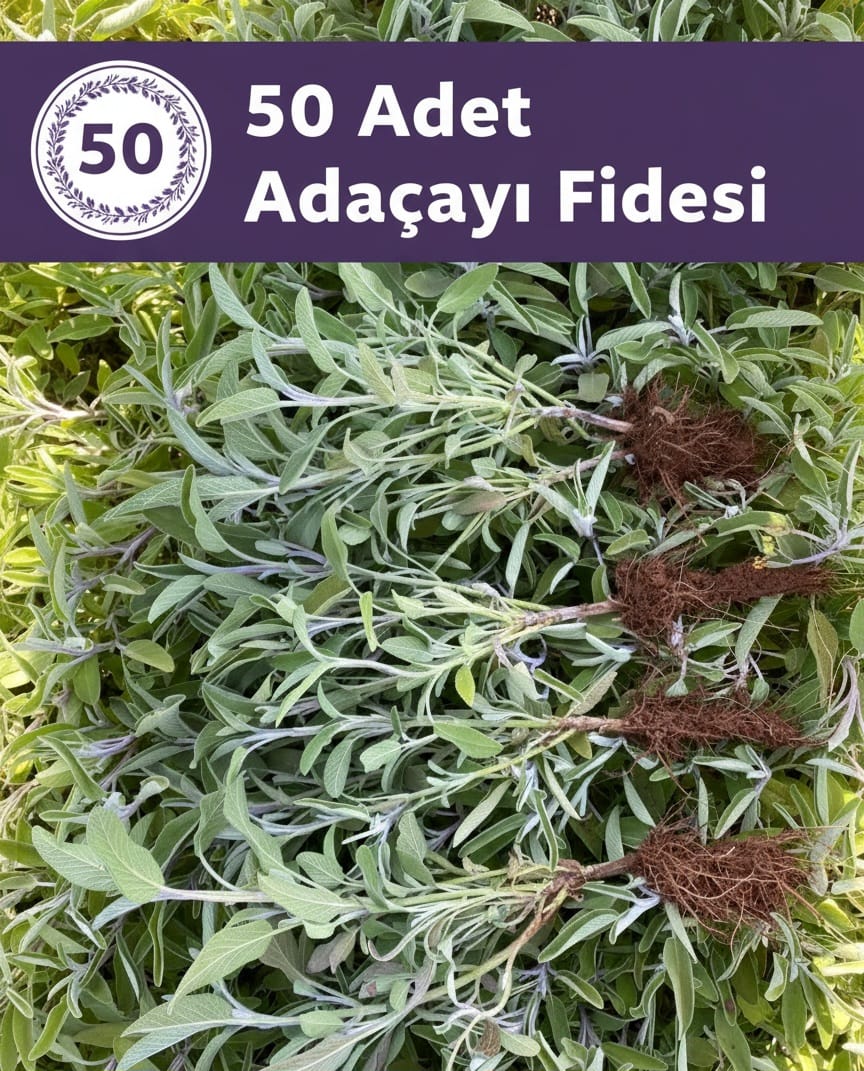 Adaçayı Fidesi – 50 Adet