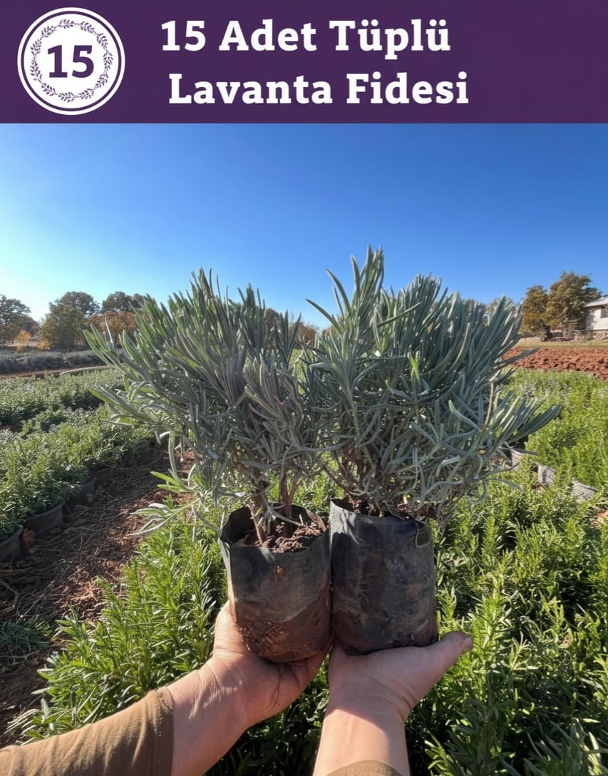 Tüplü Lavanta Fidesi – 15 Adet
