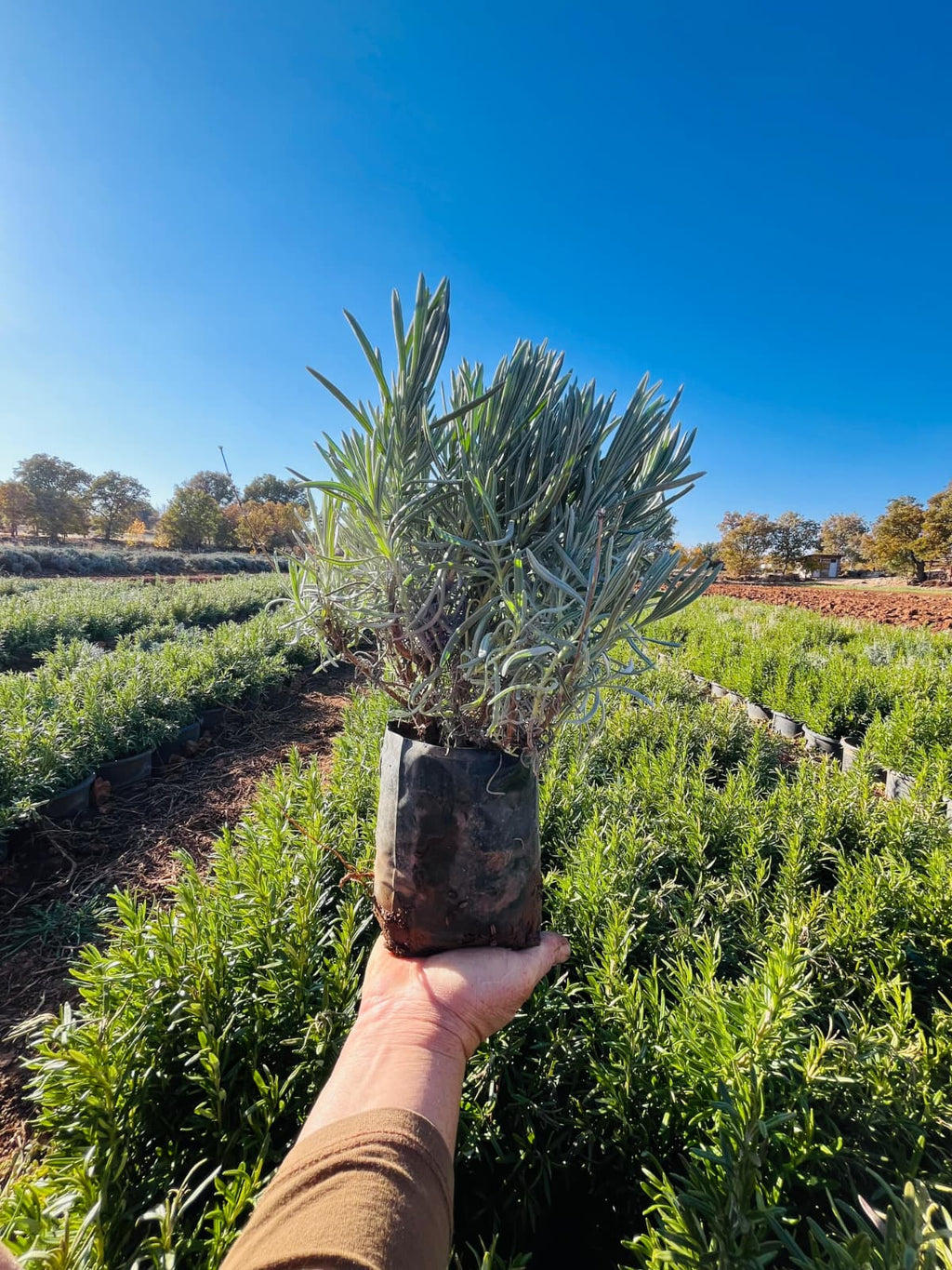 Tüplü Lavanta Fidesi – 15 Adet