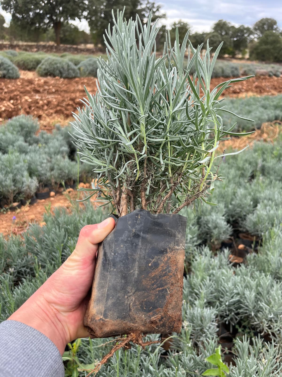 Tüplü Lavanta Fidesi – 15 Adet