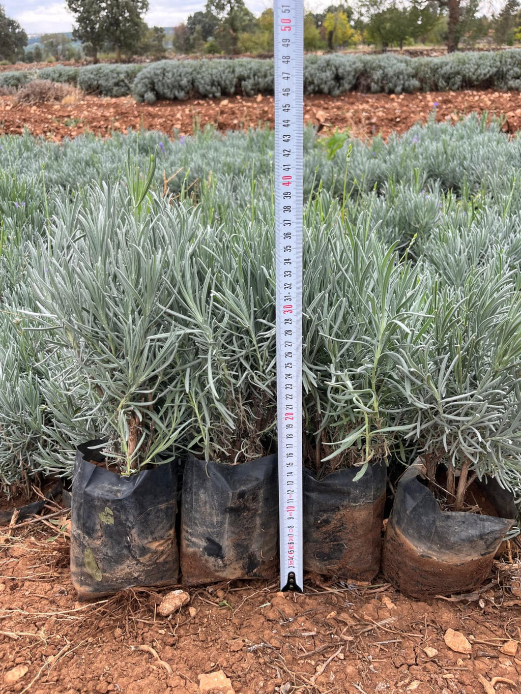 Tüplü Lavanta Fidesi – 15 Adet