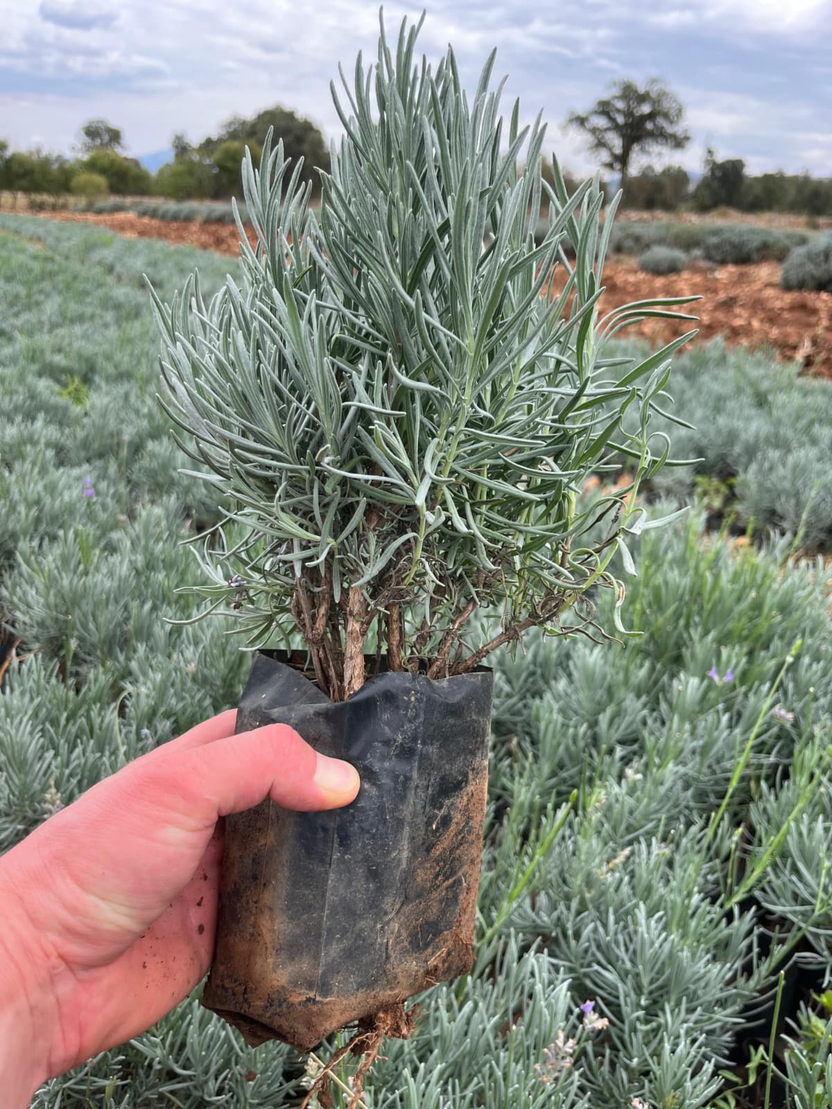 Tüplü Lavanta Fidesi – 15 Adet