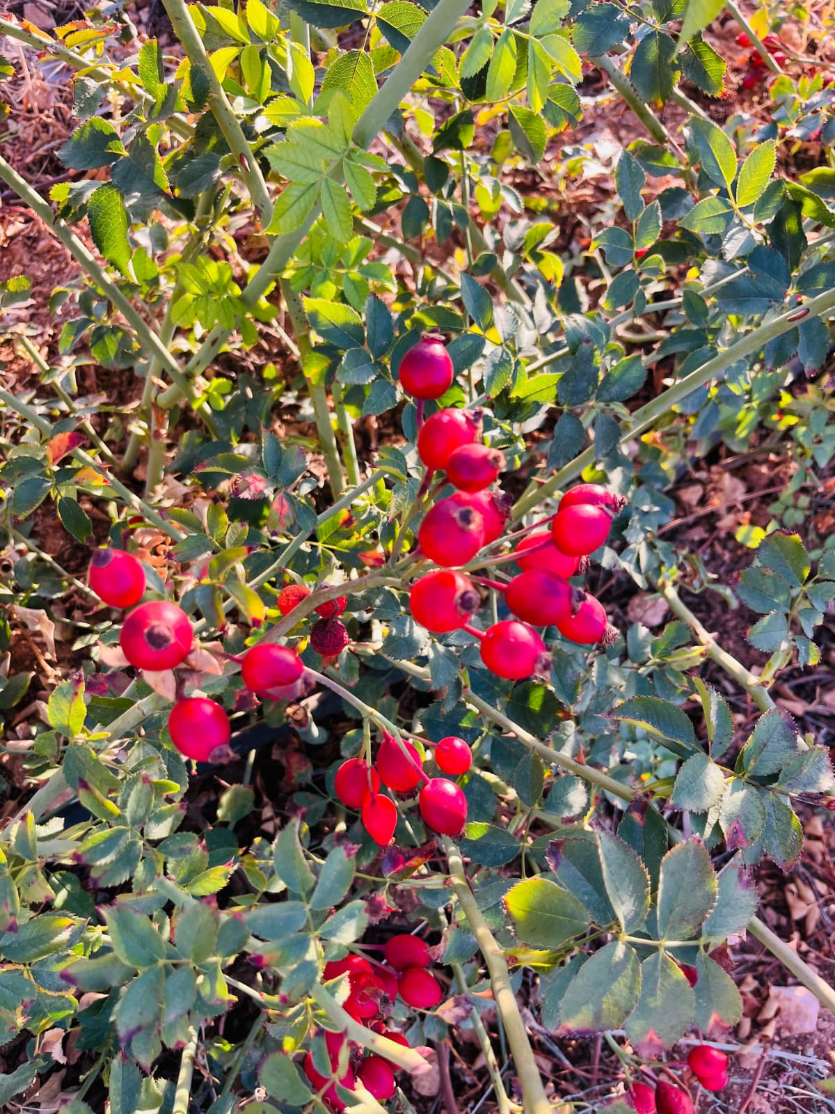 Açık Köklü Dikensiz Kuşburnu Fidanı – 15 Adet