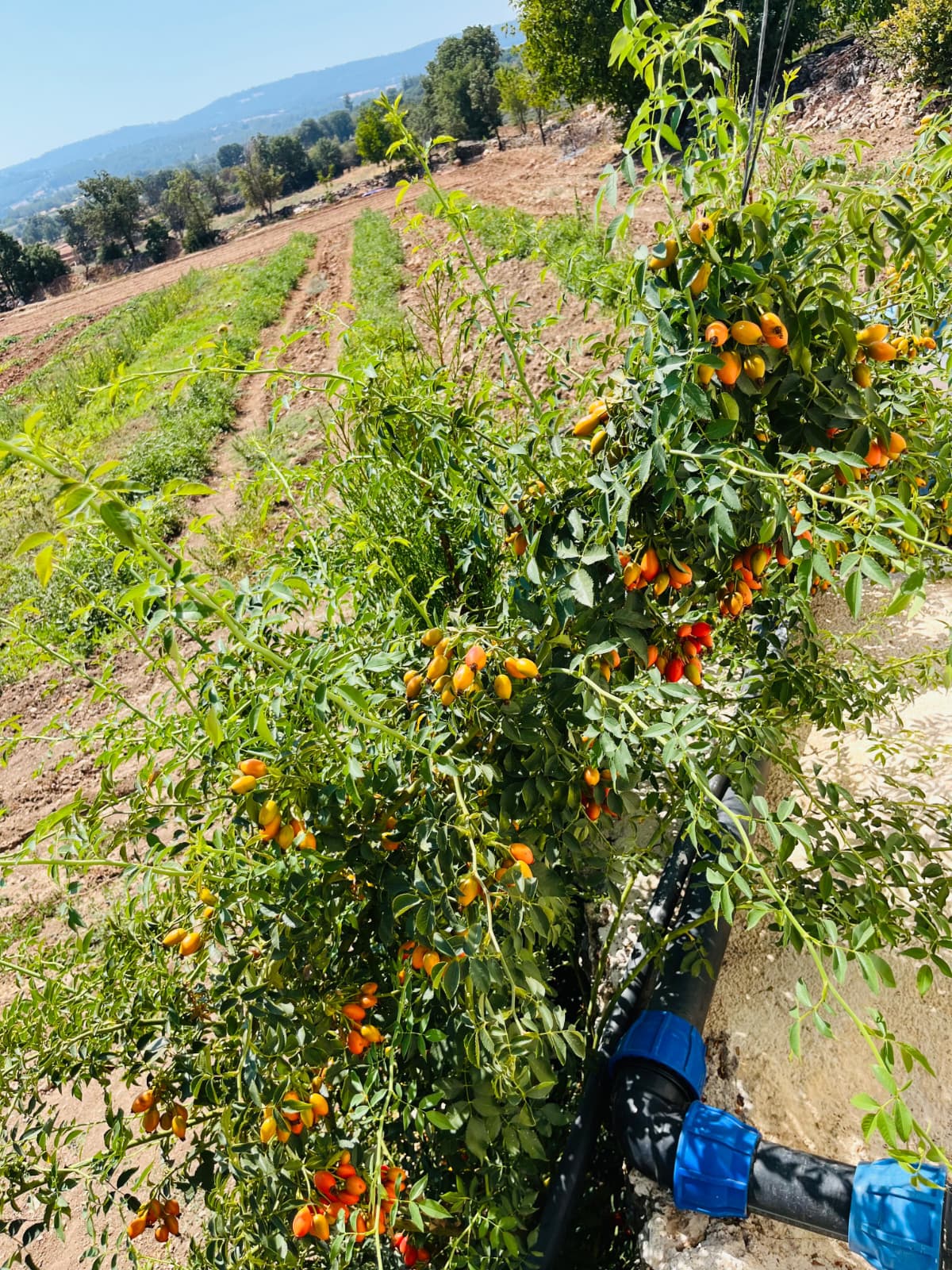 Açık Köklü Dikensiz Kuşburnu Fidanı – 15 Adet