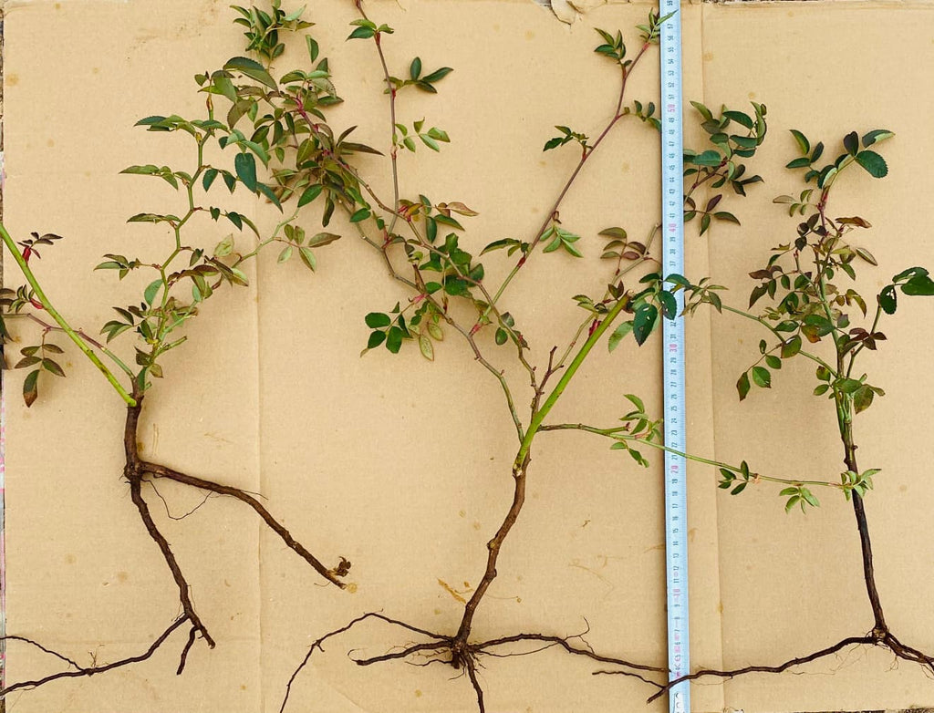 Açık Köklü Dikensiz Kuşburnu Fidanı – 15 Adet