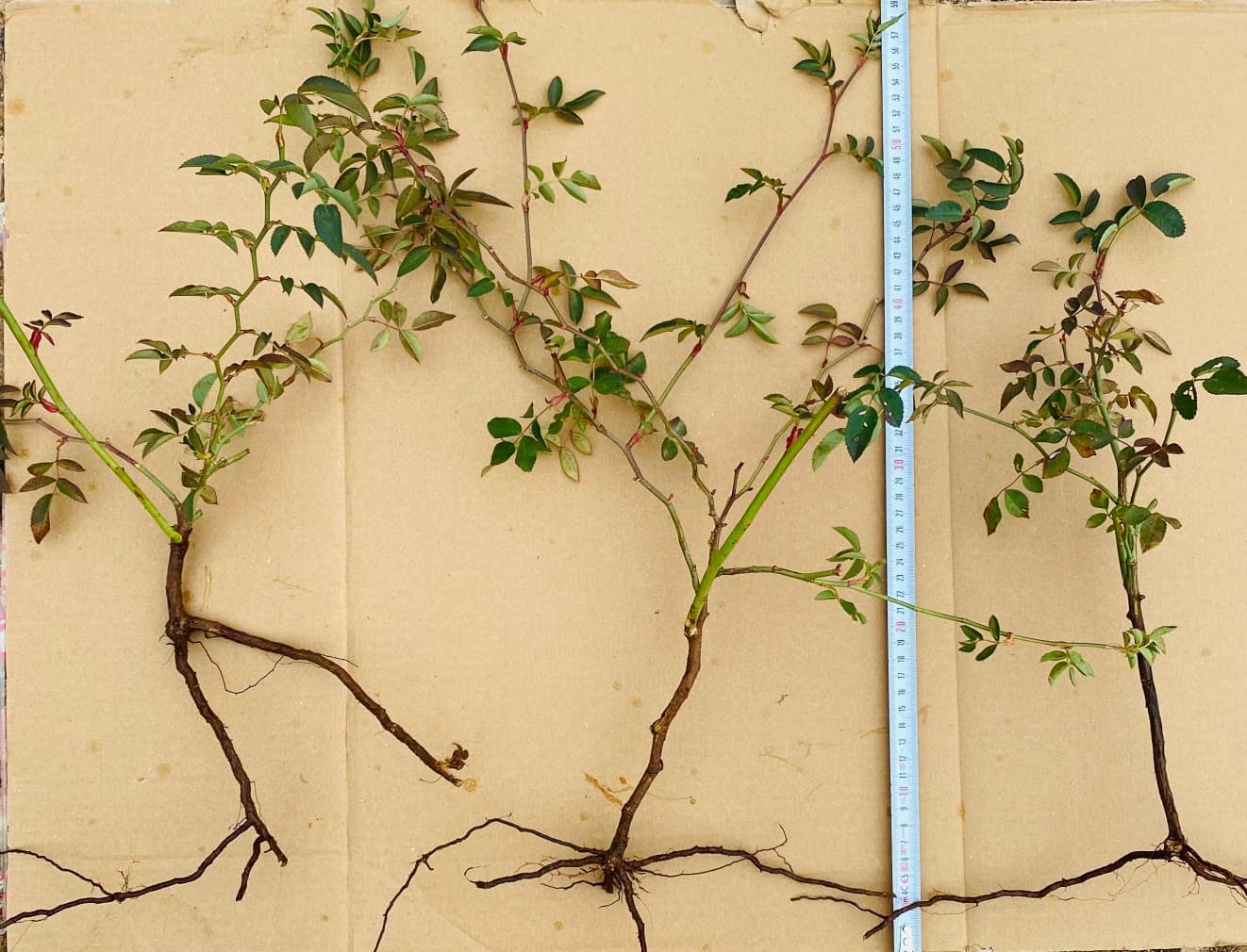 Açık Köklü Dikensiz Kuşburnu Fidanı – 15 Adet