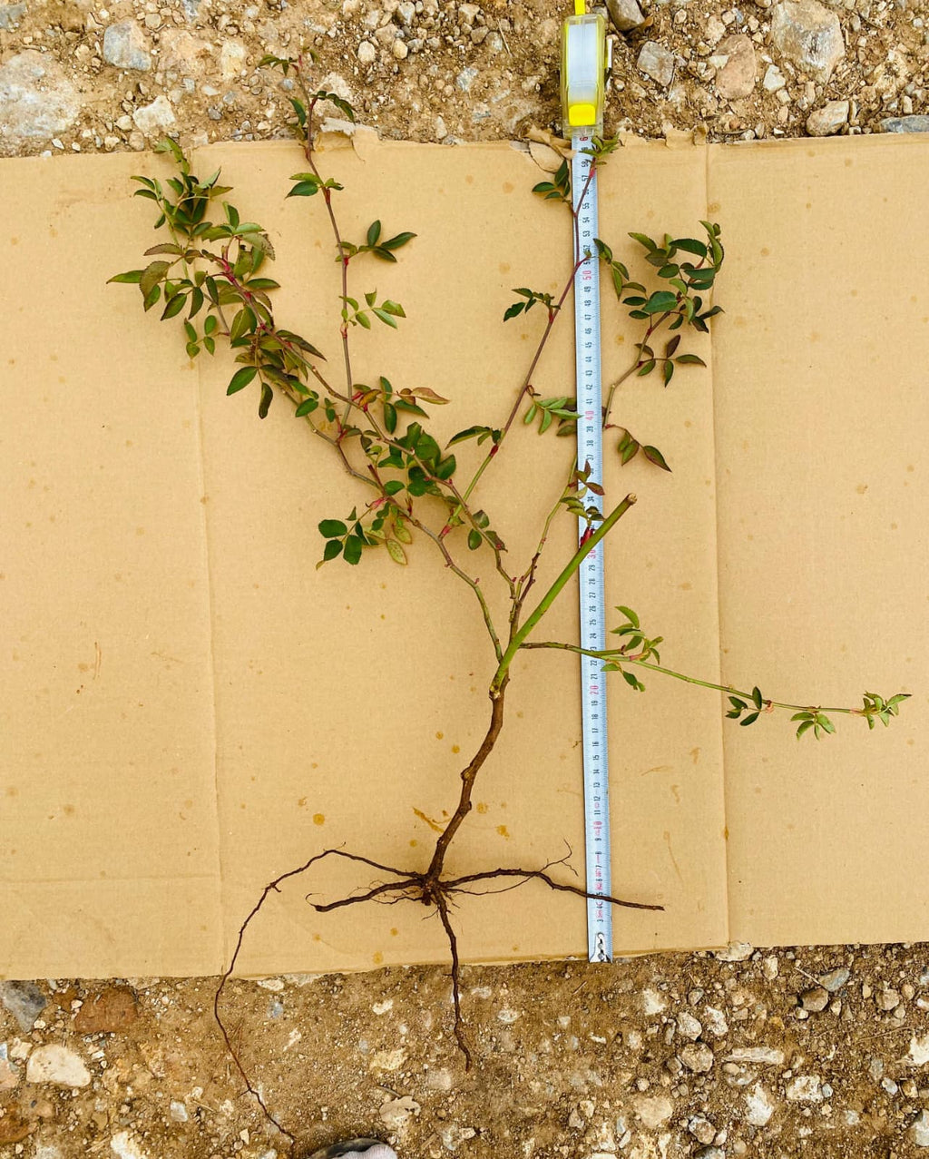 Açık Köklü Dikensiz Kuşburnu Fidanı – 15 Adet