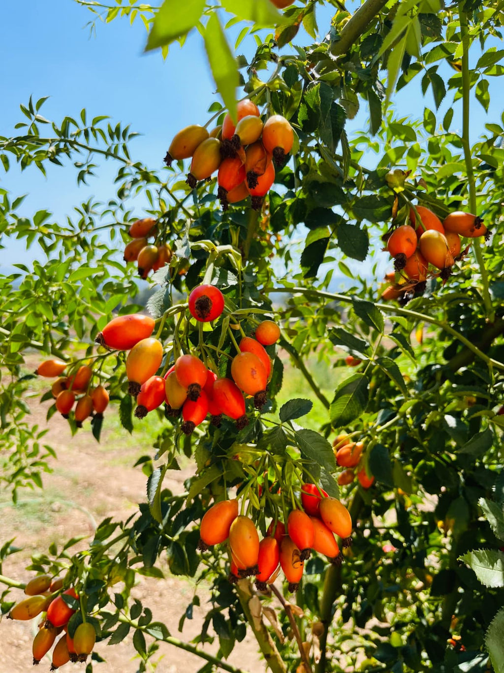 Tüplü Dikensiz Kuşburnu Fidanı – 10 Adet
