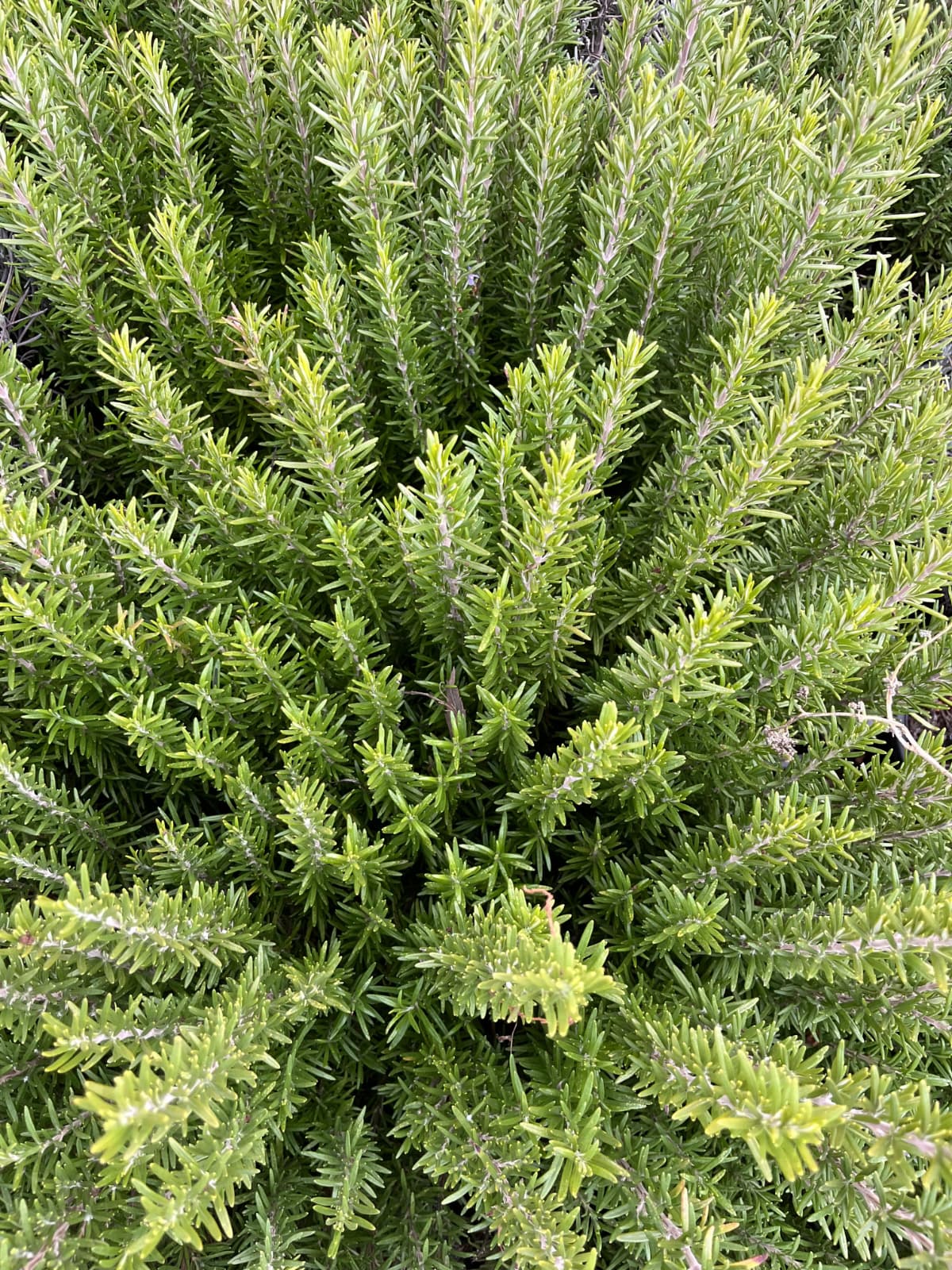 Açık Köklü Biberiye Fidesi – 4 Yaş – 10 Adet