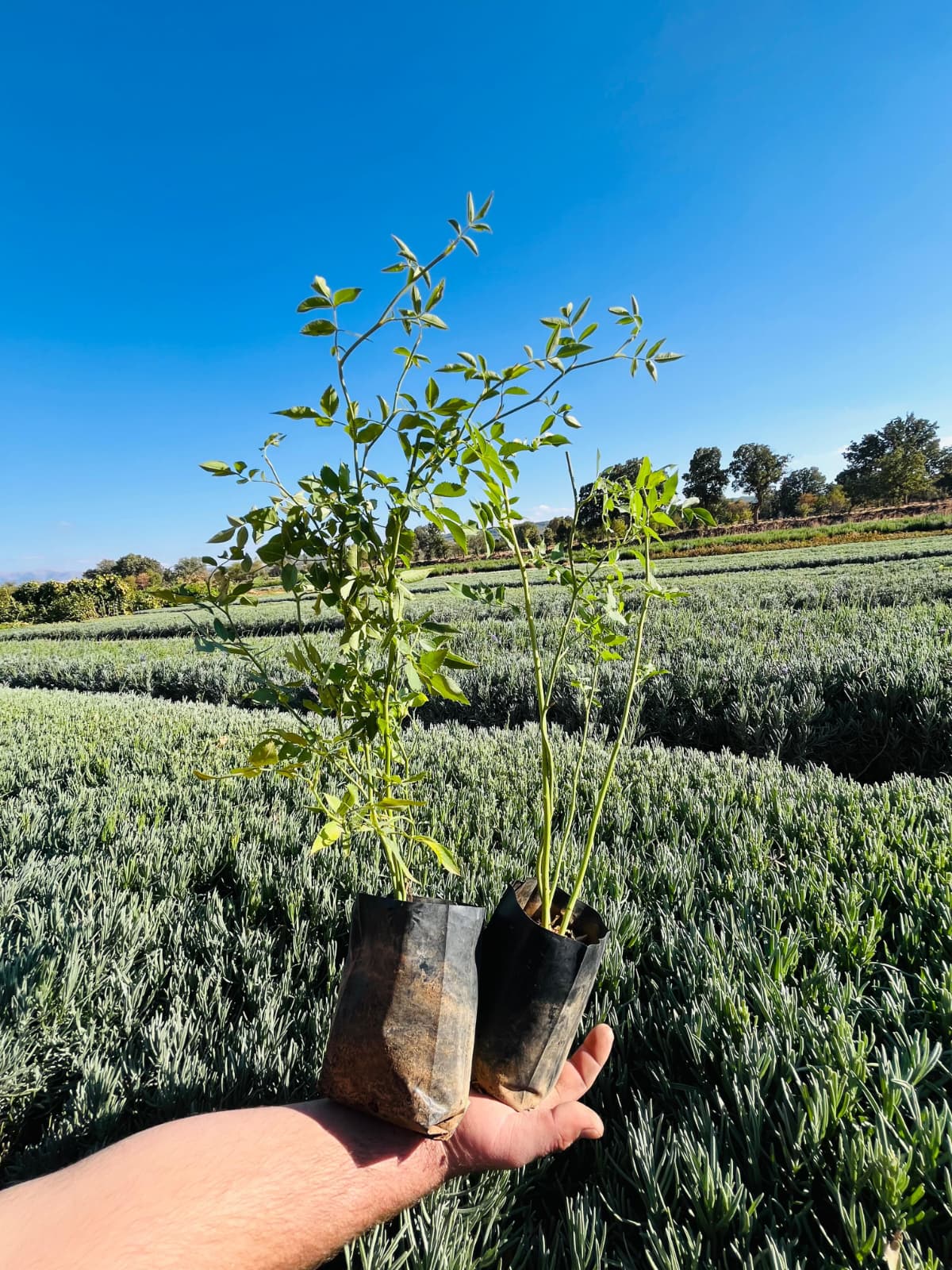 Tüplü Dikensiz Kuşburnu Fidanı – 10 Adet
