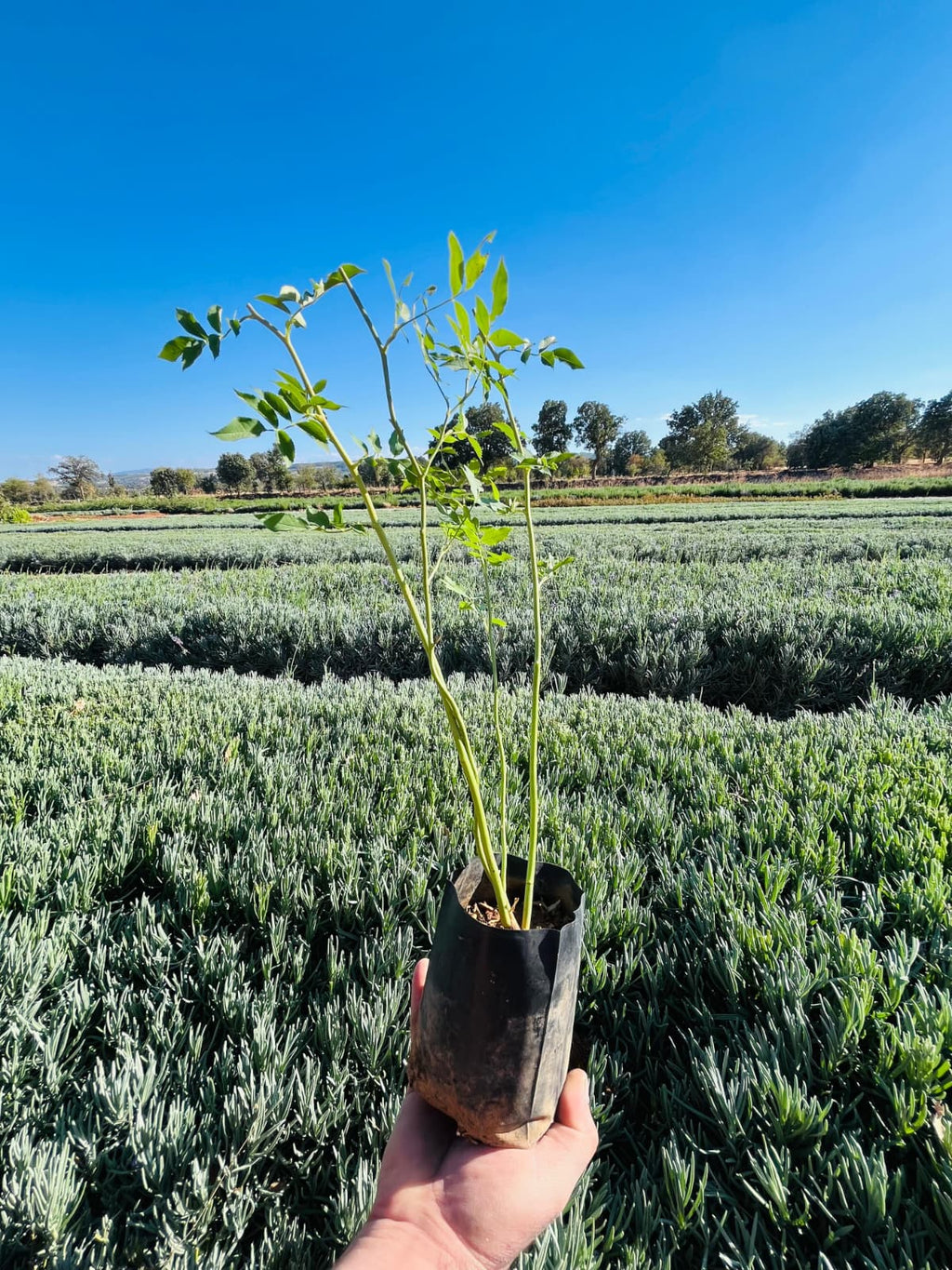 Tüplü Dikensiz Kuşburnu Fidanı – 10 Adet