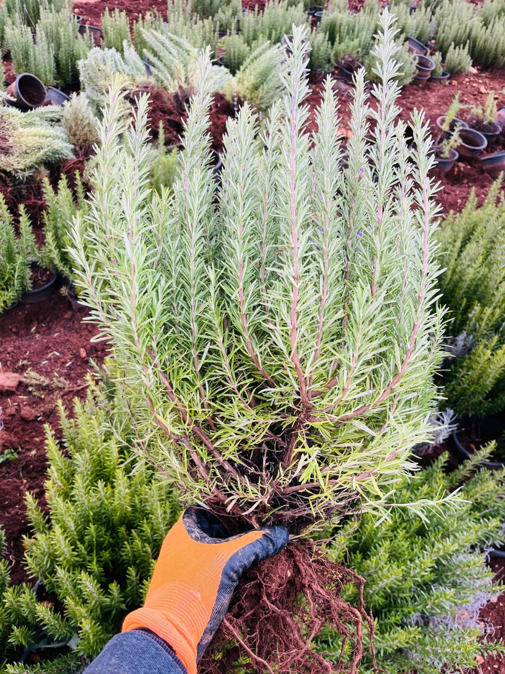 Açık Köklü Biberiye Fidesi – 4 Yaş – 10 Adet