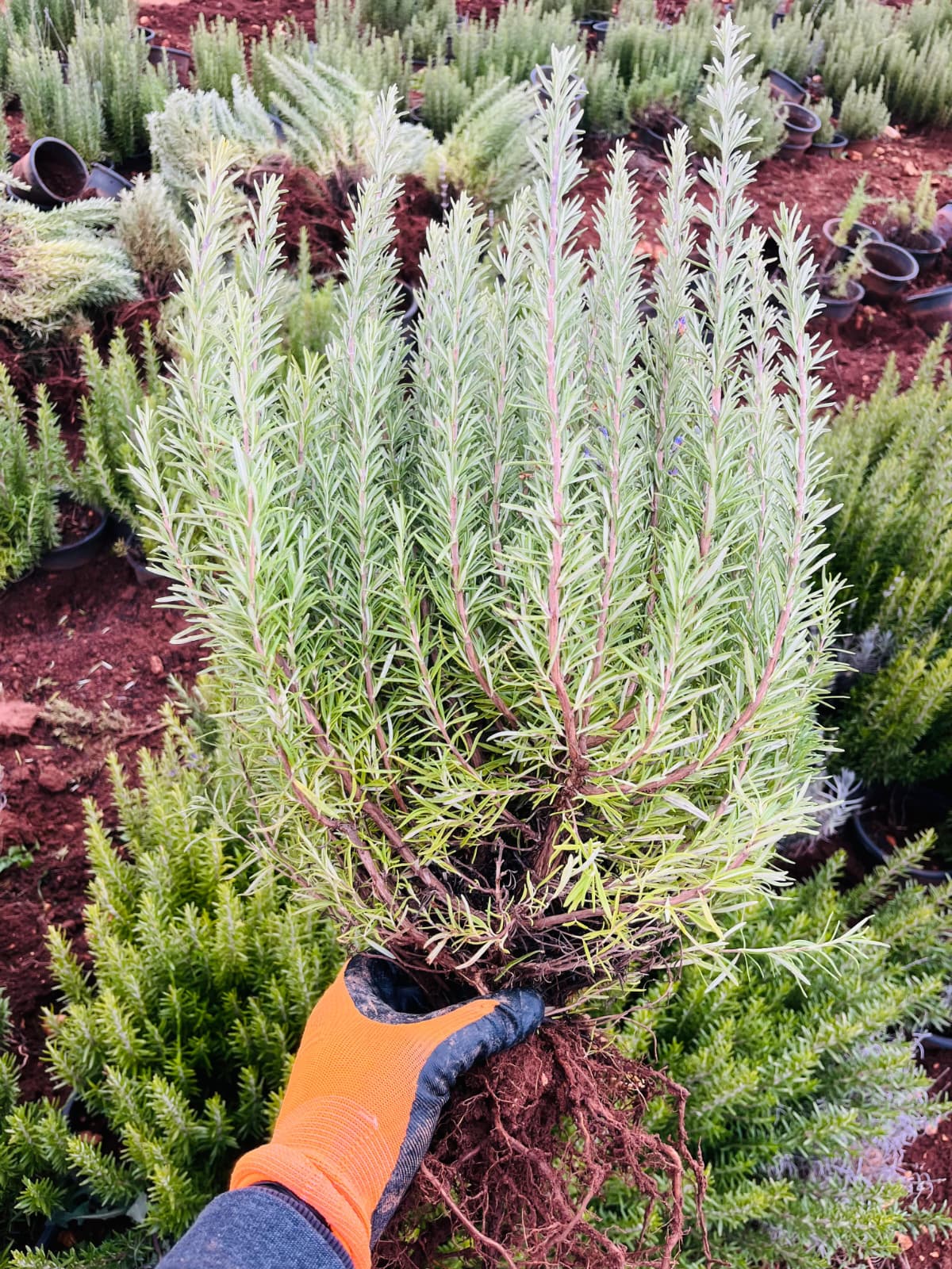 Açık Köklü Biberiye Fidesi – 4 Yaş – 10 Adet