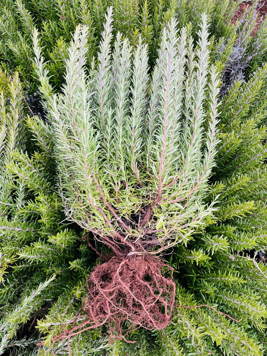 Açık Köklü Biberiye Fidesi – 4 Yaş – 10 Adet