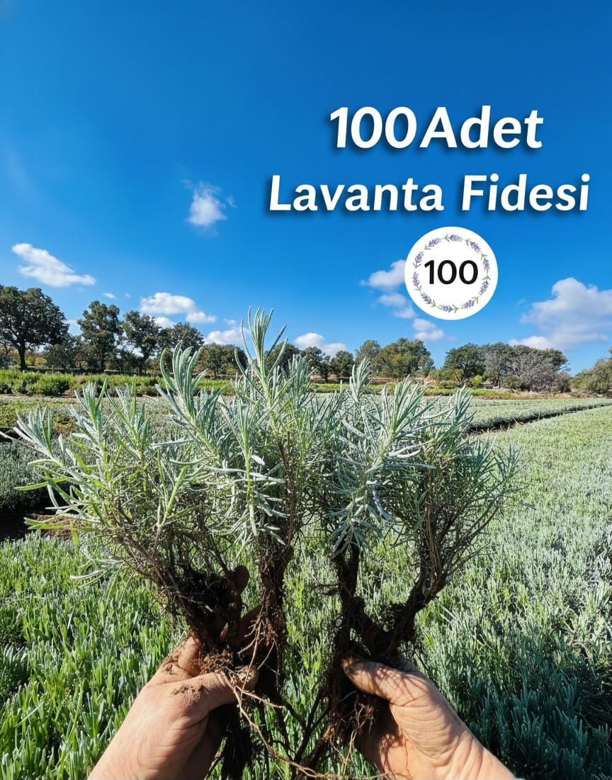 Açık Köklü Lavanta Fidesi 100 Adet – Sağlıklı & Yerli Üretim