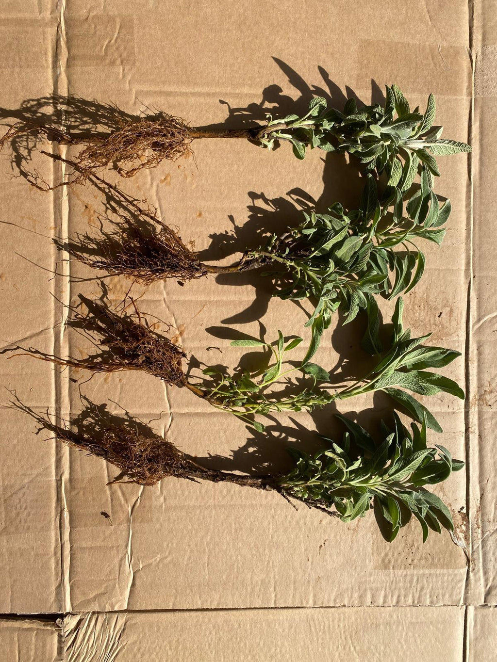 Adaçayı Fidesi – 50 Adet