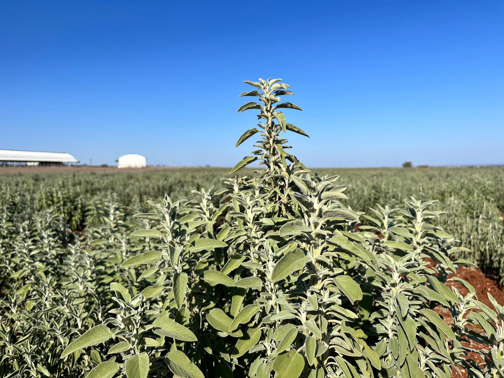 Adaçayı Fidesi – 50 Adet