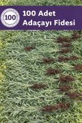 100 Adet Adaçayı Fidesi