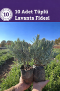 Tüplü Lavanta Fidesi – 10 Adet