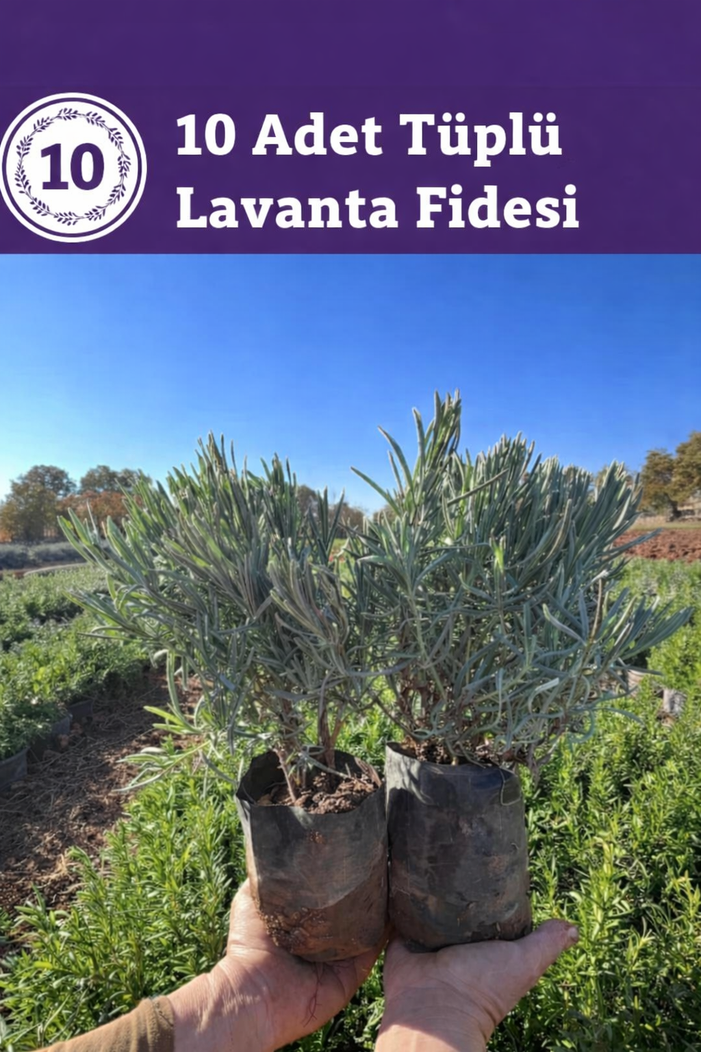 Tüplü Lavanta Fidesi – 10 Adet