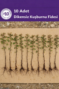 Açık Köklü Dikensiz Kuşburnu Fidanı – 10 Adet