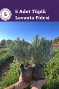 Tüplü Lavanta Fidesi – 5 Adet