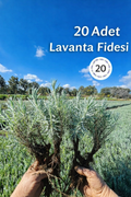 Açık Köklü Lavanta Fidesi 20 Adet – Sağlıklı & Yerli Üretim