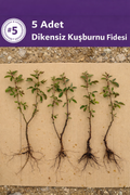 Açık Köklü Dikensiz Kuşburnu Fidanı – 5 Adet
