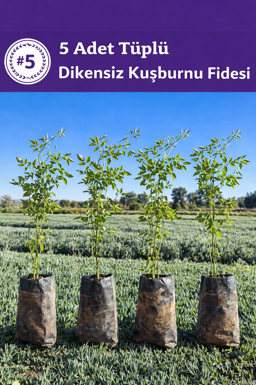 Tüplü Dikensiz Kuşburnu Fidanı – 5 Adet