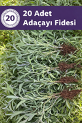 20 Adet Adaçayı Fidesi